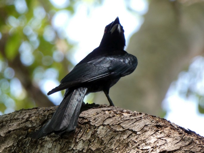 Dicrurus bracteatus, drongo vločkoprsý