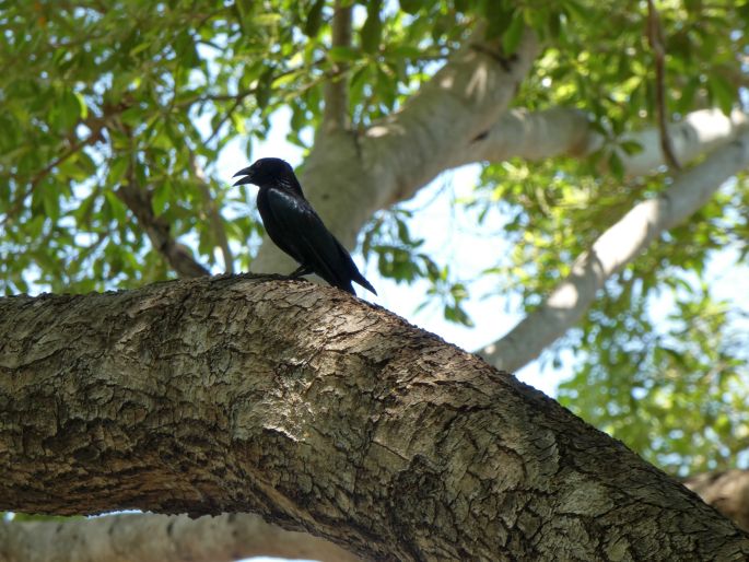 Dicrurus bracteatus, drongo vločkoprsý