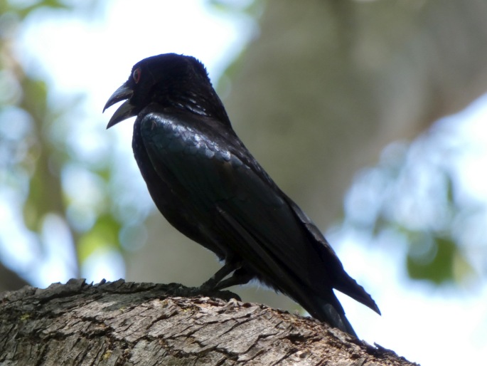 Dicrurus bracteatus, drongo vločkoprsý