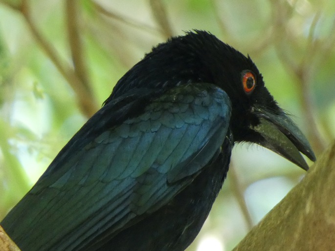 Dicrurus bracteatus, drongo vločkoprsý