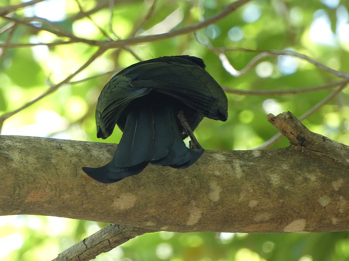 Dicrurus bracteatus, drongo vločkoprsý