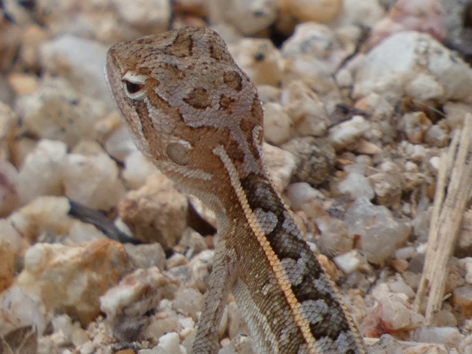 Diporiphora australis