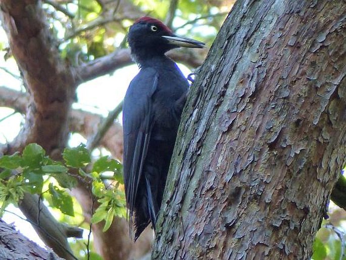 Dryocopus martius (Linnaeus, 1758); datel černý