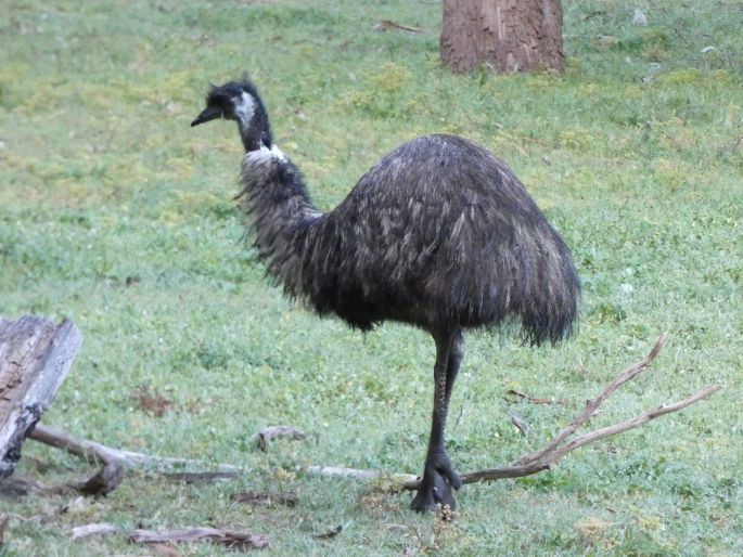 Dromaius novaehollandiae, emu hnědý