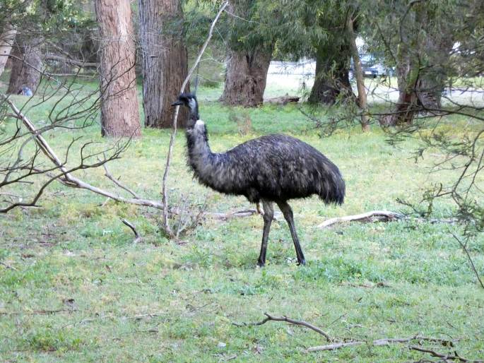 Dromaius novaehollandiae, emu hnědý