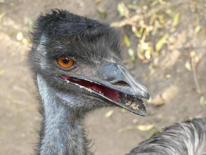 Dromaius novaehollandiae, emu hnědý