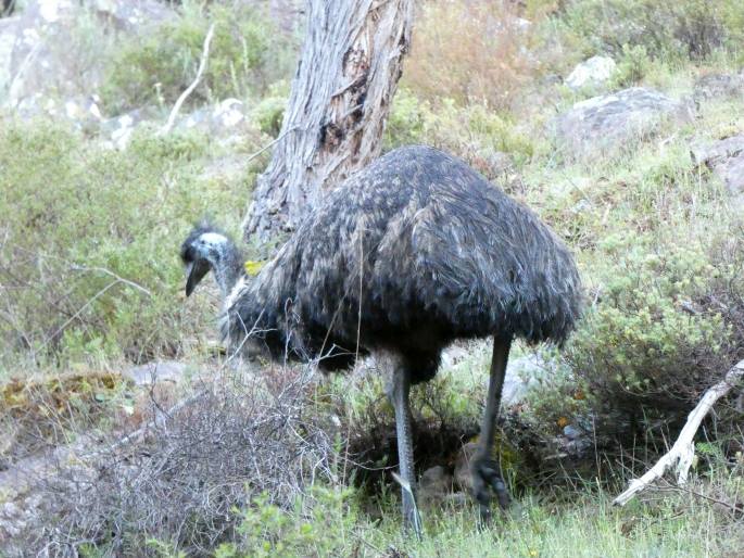 Dromaius novaehollandiae, emu hnědý