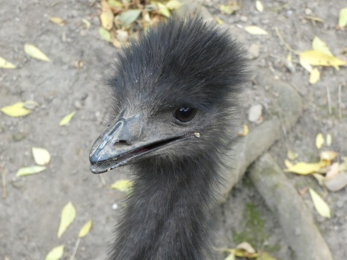 Dromaius novaehollandiae, emu hnědý