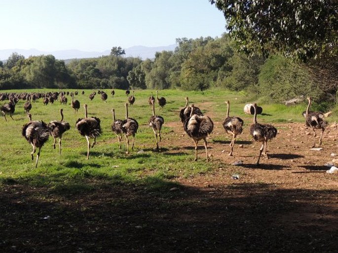 Struthio camelus, pštros dvouprstý