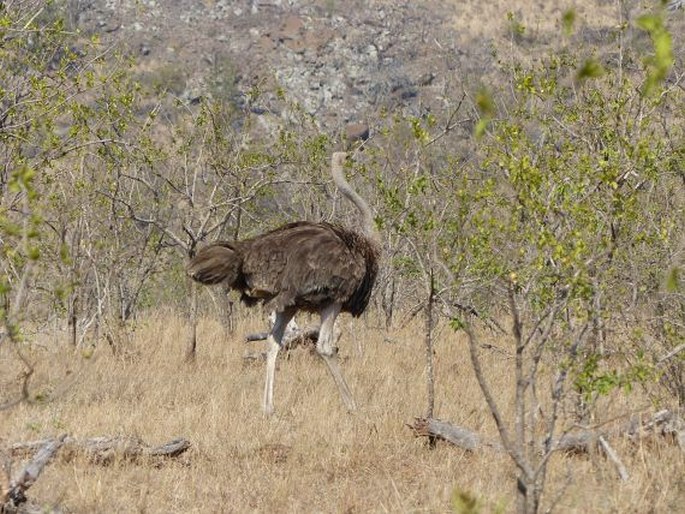 Struthio camelus, pštros dvouprstý