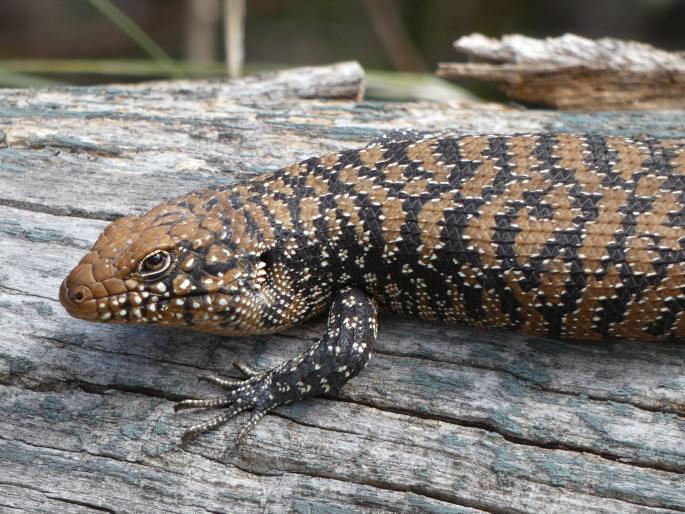 Egernia cunninghami, egernie Cunninghamova