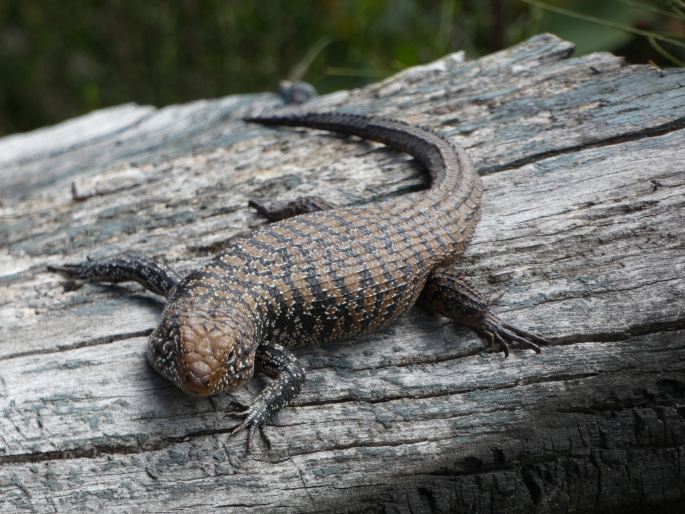 Egernia cunninghami, egernie Cunninghamova