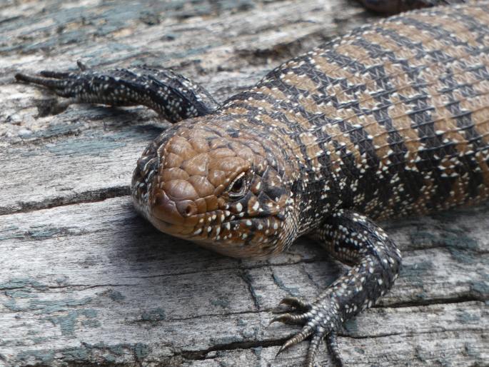 Egernia cunninghami, egernie Cunninghamova