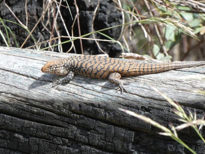 Egernia cunninghami, egernie Cunninghamova