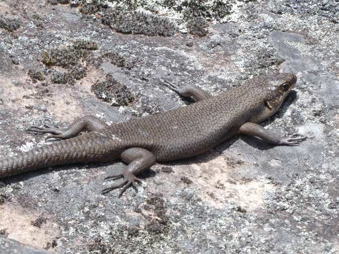 Egernia saxatilis