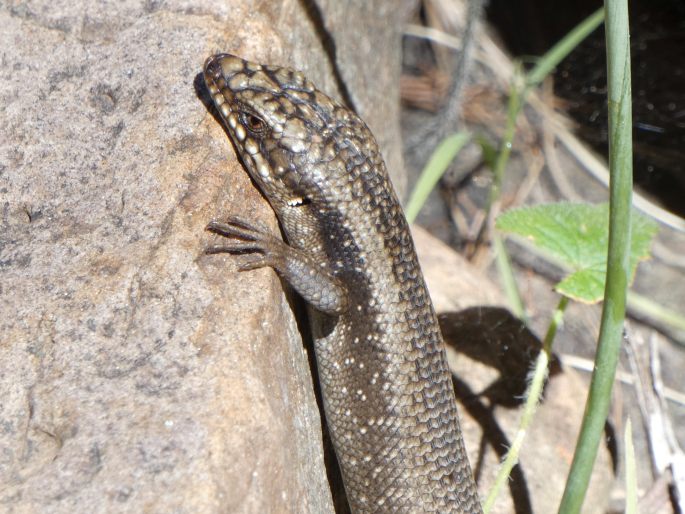 Egernia striolata