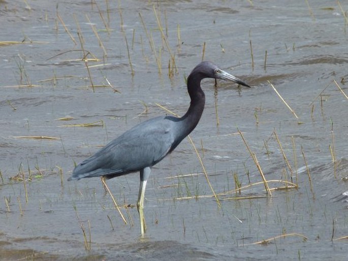 Egretta caerulea, volavka modrošedá