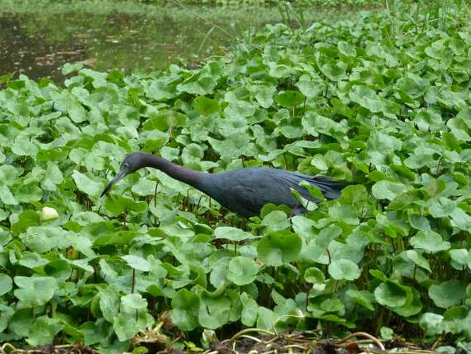 Egretta caerulea, volavka modrošedá