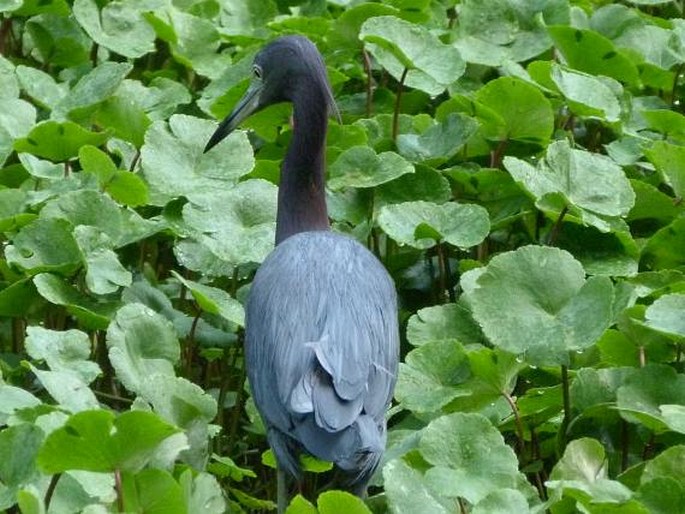 Egretta caerulea, volavka modrošedá