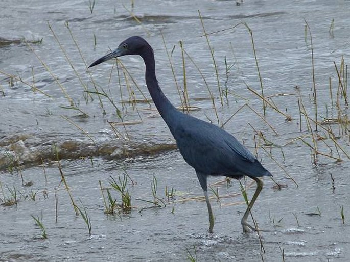 Egretta caerulea, volavka modrošedá