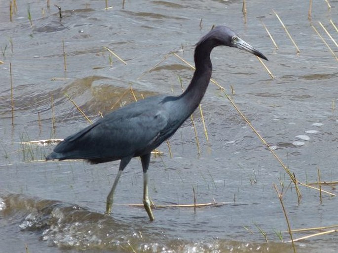 Egretta caerulea (Linnaeus, 1758); volavka modrošedá