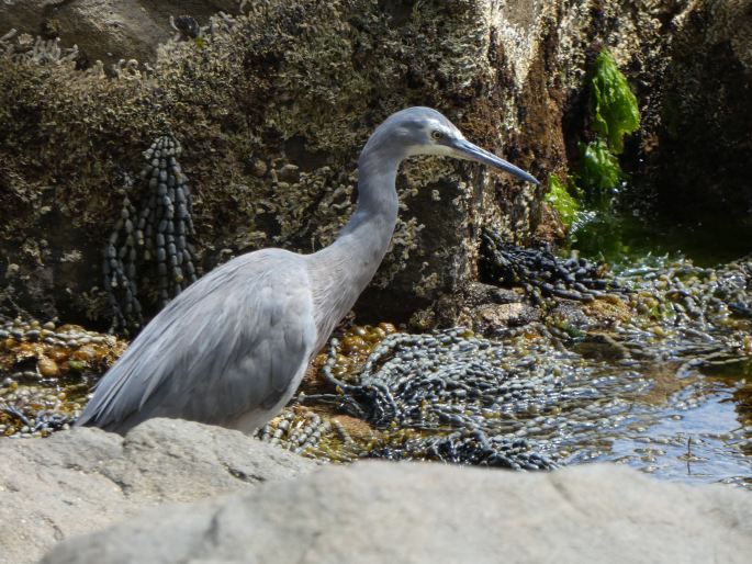 Egretta novaehollandiae, volavka bělolící