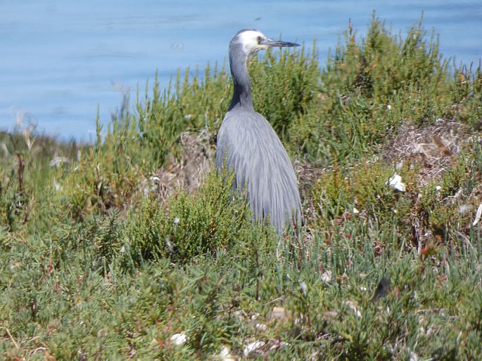 Egretta novaehollandiae, volavka bělolící