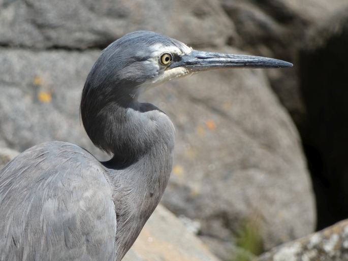 Egretta novaehollandiae, volavka bělolící