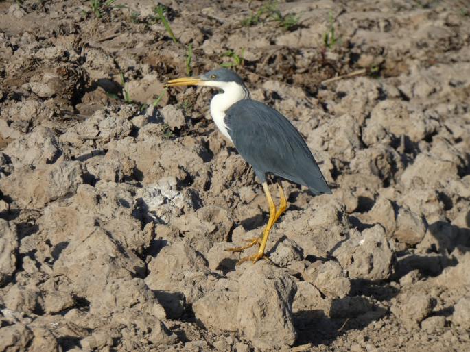 Egretta picata, volavka černobílá