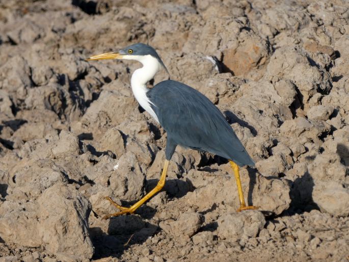 Egretta picata, volavka černobílá