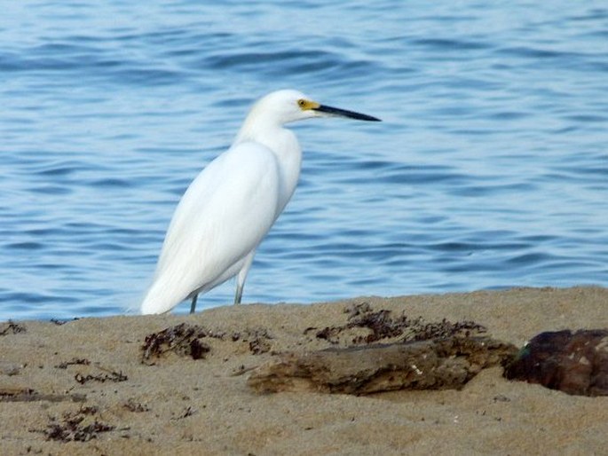 Egretta thula, volavka bělostná