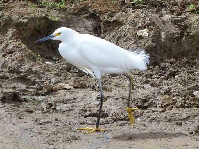 Egretta thula (Molina, 1782); volavka bělostná