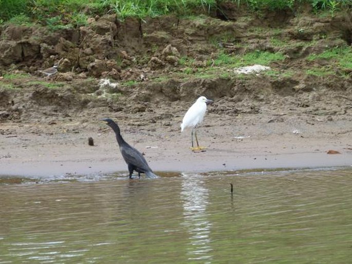 Egretta thula, volavka bělostná