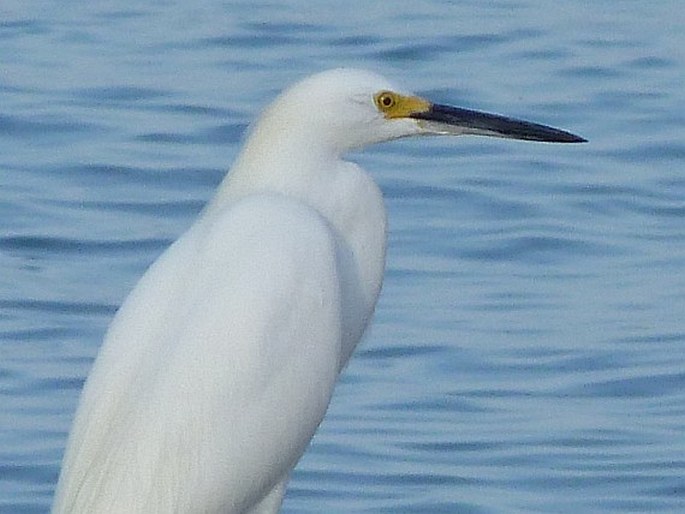 Egretta thula, volavka bělostná