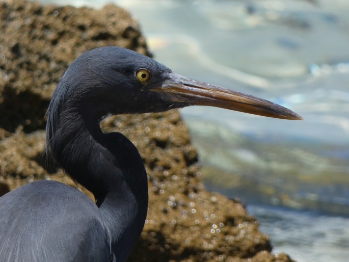 Egretta sacra, volavka pobřežní