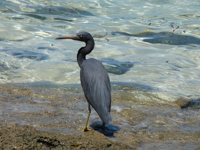 Egretta sacra, volavka pobřežní