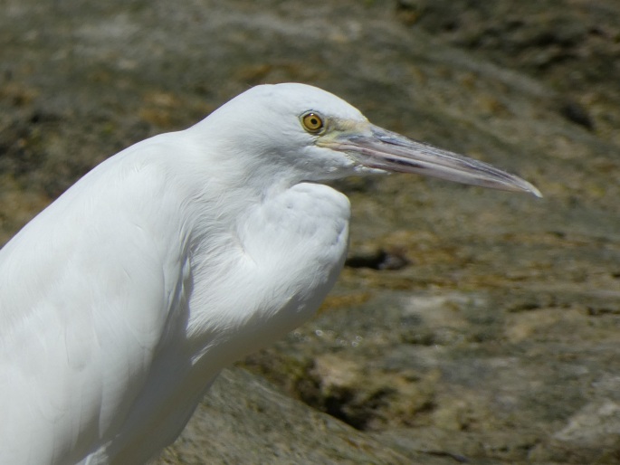 Egretta sacra, volavka pobřežní