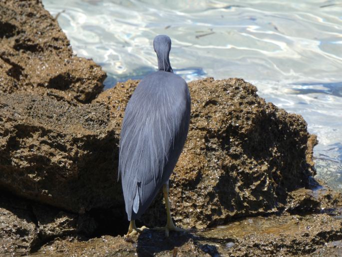 Egretta sacra, volavka pobřežní