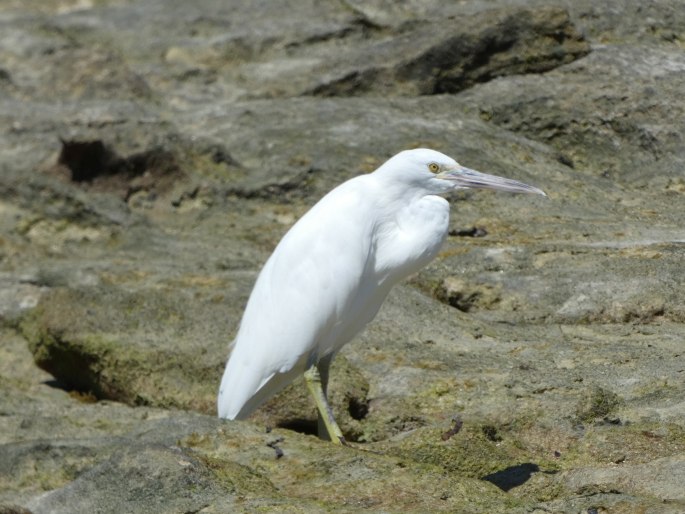 Egretta sacra, volavka pobřežní