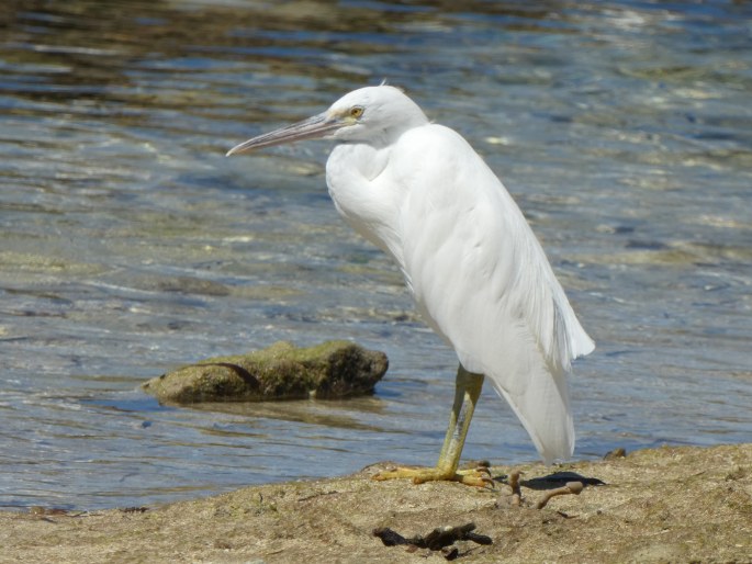 Egretta sacra, volavka pobřežní