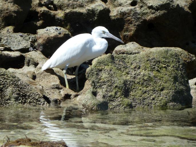 Egretta sacra, volavka pobřežní