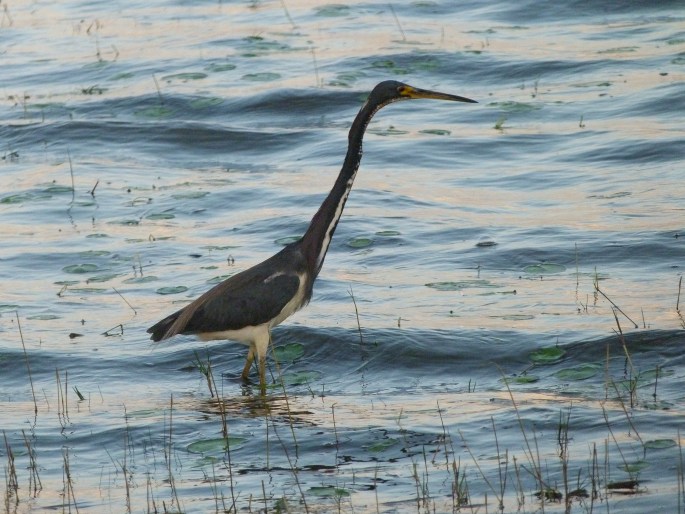 Egretta tricolor, volavka tříbarvá