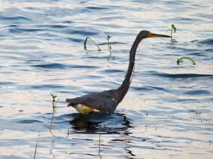 Egretta tricolor, volavka tříbarvá