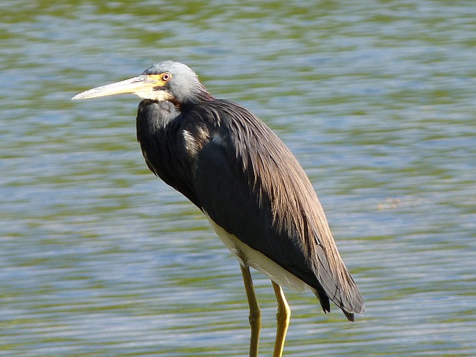 Egretta tricolor, volavka tříbarvá