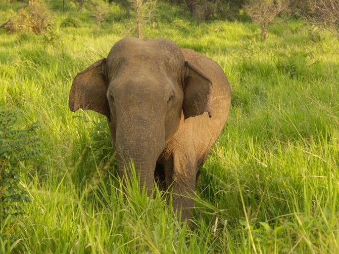 Elephas maximus, slon indický