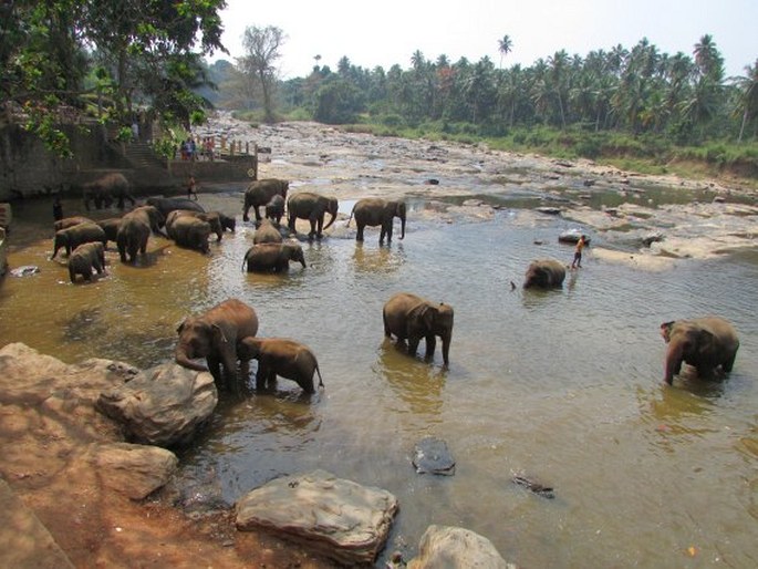 Elephas maximus, slon indický
