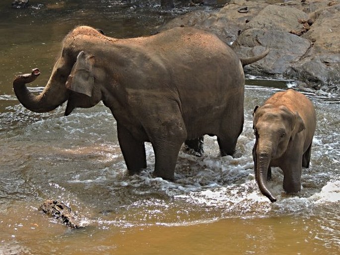 Elephas maximus, slon indický