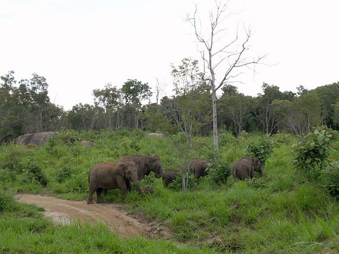 Elephas maximus, slon indický