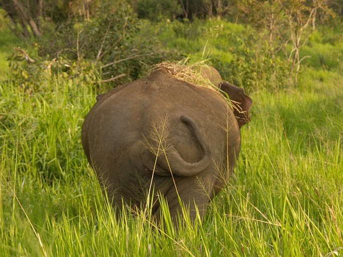 Elephas maximus, slon indický