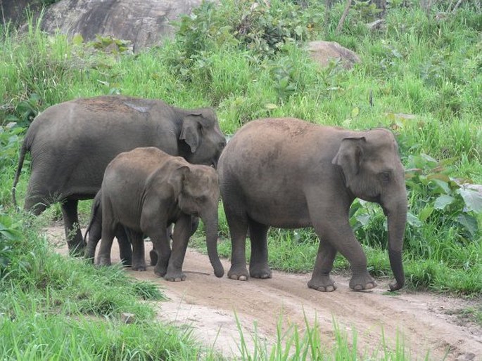 Elephas maximus, slon indický